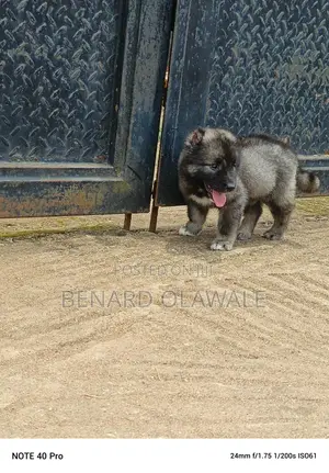 1-3 months Female Purebred Caucasian Shepherd