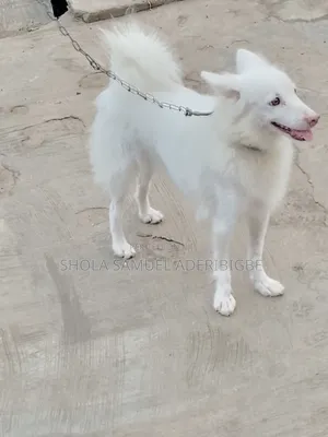 1+ year Female Purebred American Eskimo