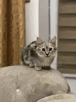 1-3 months Male Purebred Maine Coon