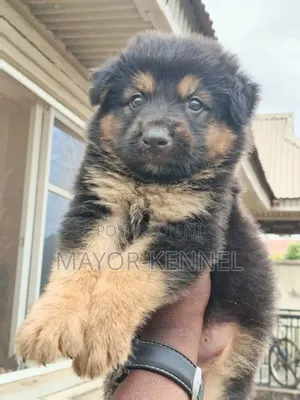 1-3 months Female Purebred German Shepherd