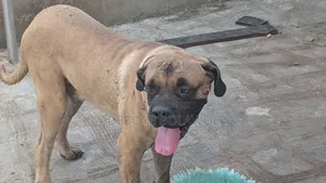 Vet Service (Dogs, Cats, Poultry)