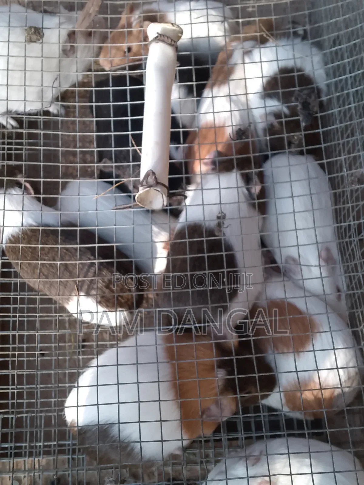 Guinea Pigs