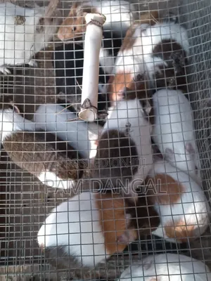 Guinea Pigs