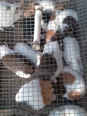 Guinea Pigs