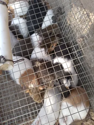 Guinea Pigs
