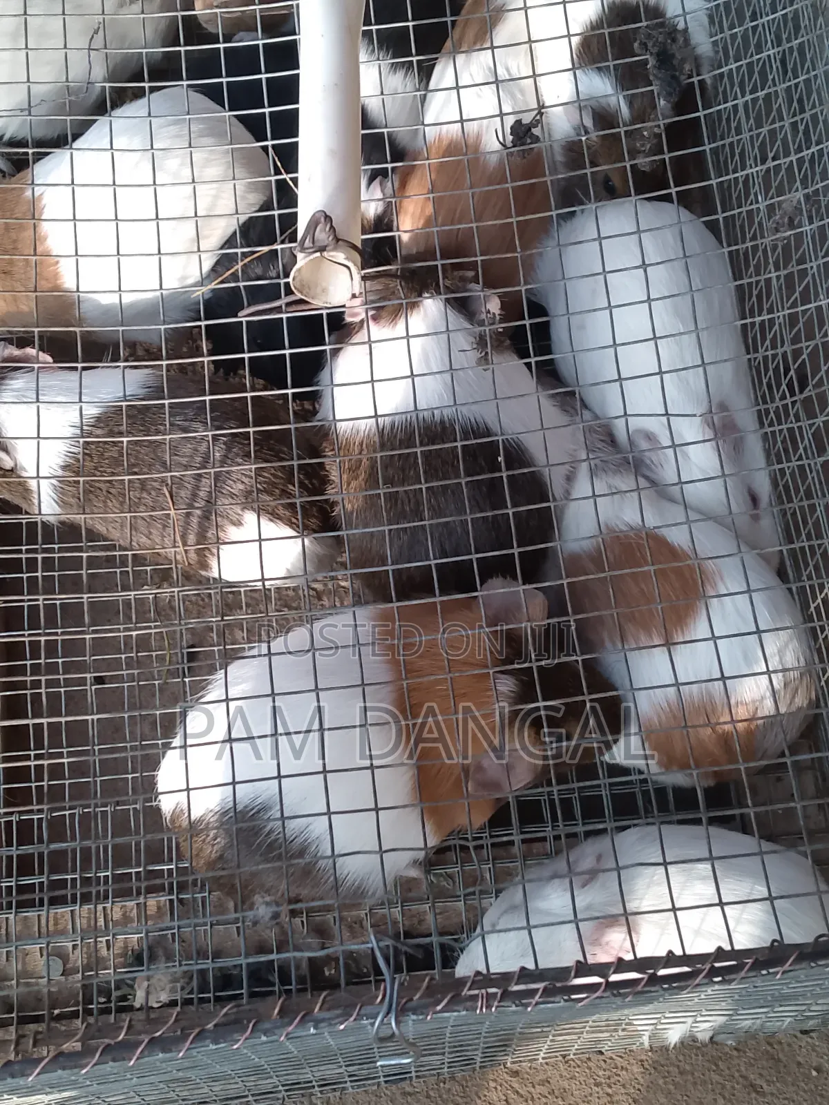 Guinea Pigs