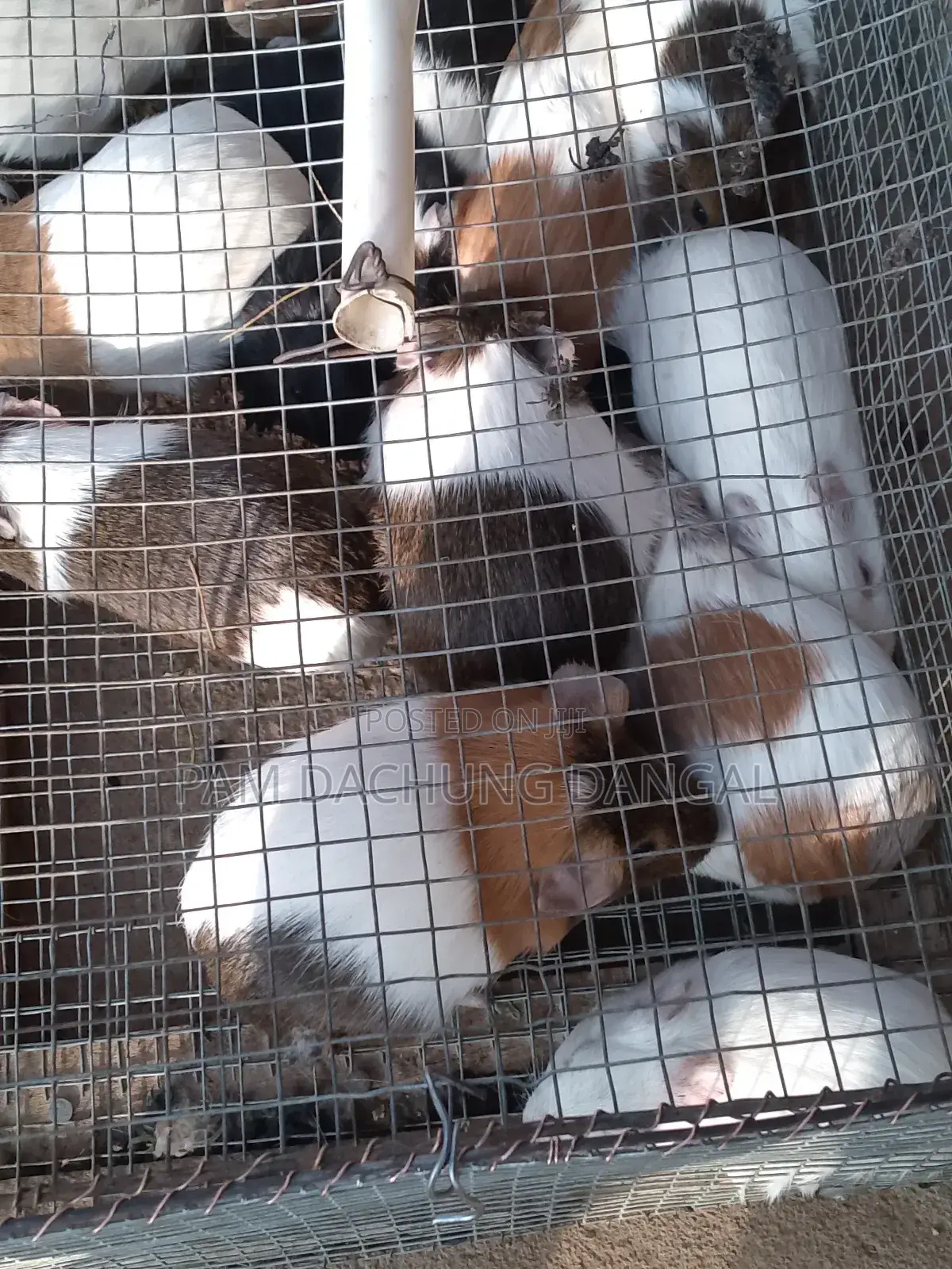Guinea Pigs