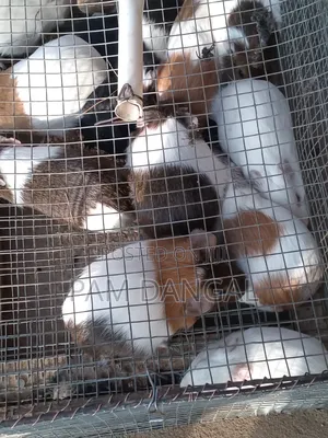 Guinea Pigs
