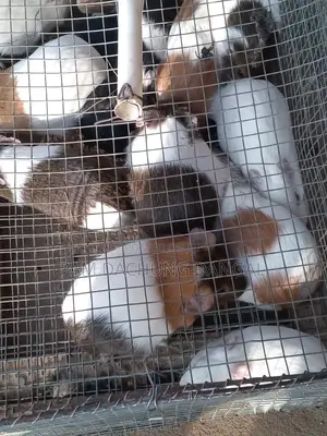 Guinea Pigs
