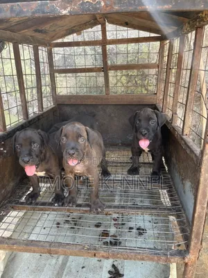 1-3 months Female Purebred Boerboel