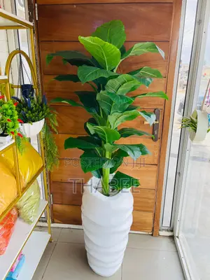 Broad Leaf Green Plant in White Wavy Vase