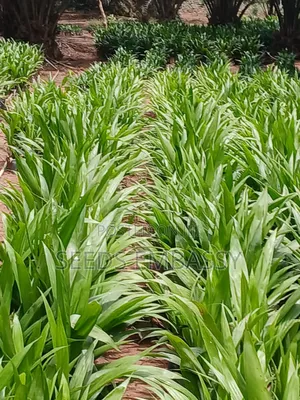 Tenera Oil Palm Seedling