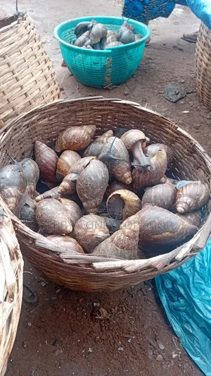 20pcs Fresh Bush Snail