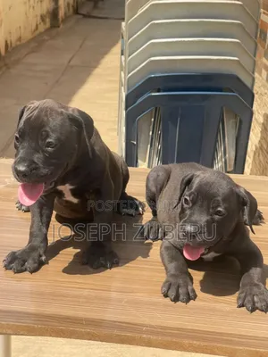 1-3 months Male Purebred Boerboel