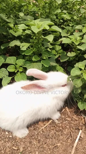 New Zealand White Rabbit