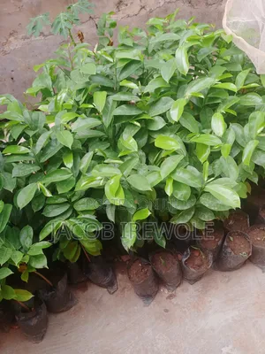 Soursop Seedlings