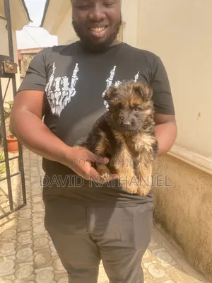 1-3 months Female Purebred German Shepherd