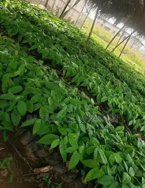 Cocoa Seedlings