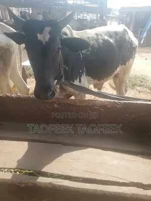 Wabilahi Taofeek Cow Dealer Biggy Cow