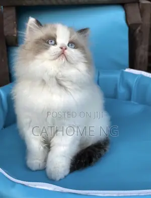 1-3 months Female Purebred Ragdoll