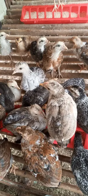 2 Months Old Local Chicken for Sale in Good Health Condition