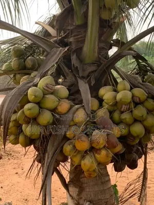 Dwarf Malaysia Hybrid Coconut.