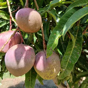 Hybrid Mango 