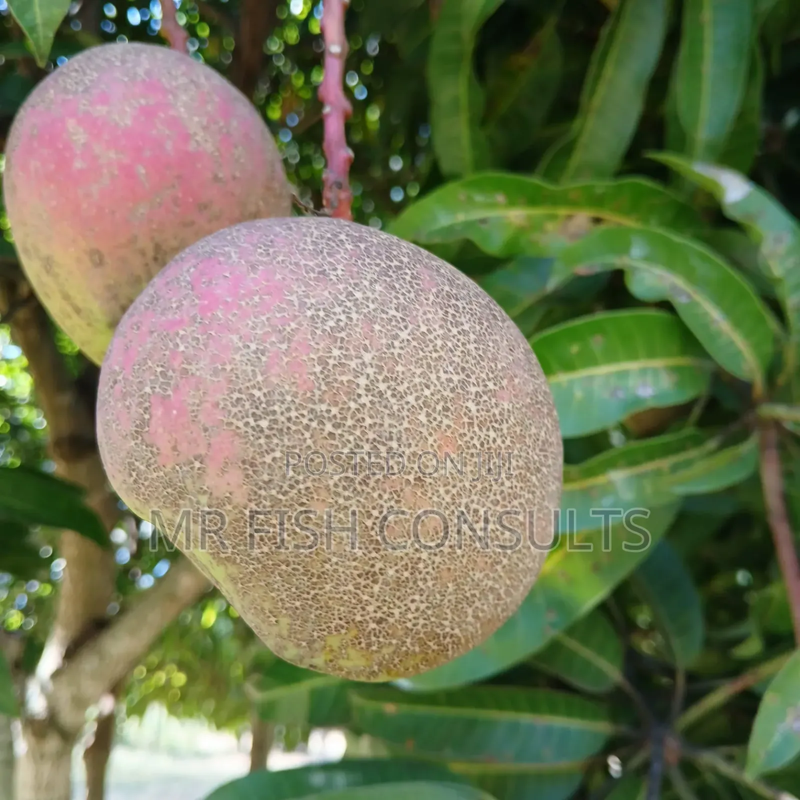 Hybrid Mango 