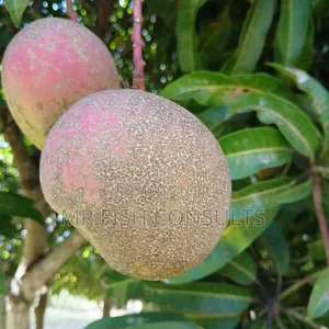 Hybrid Mango 