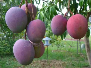 Hybrid Mango 