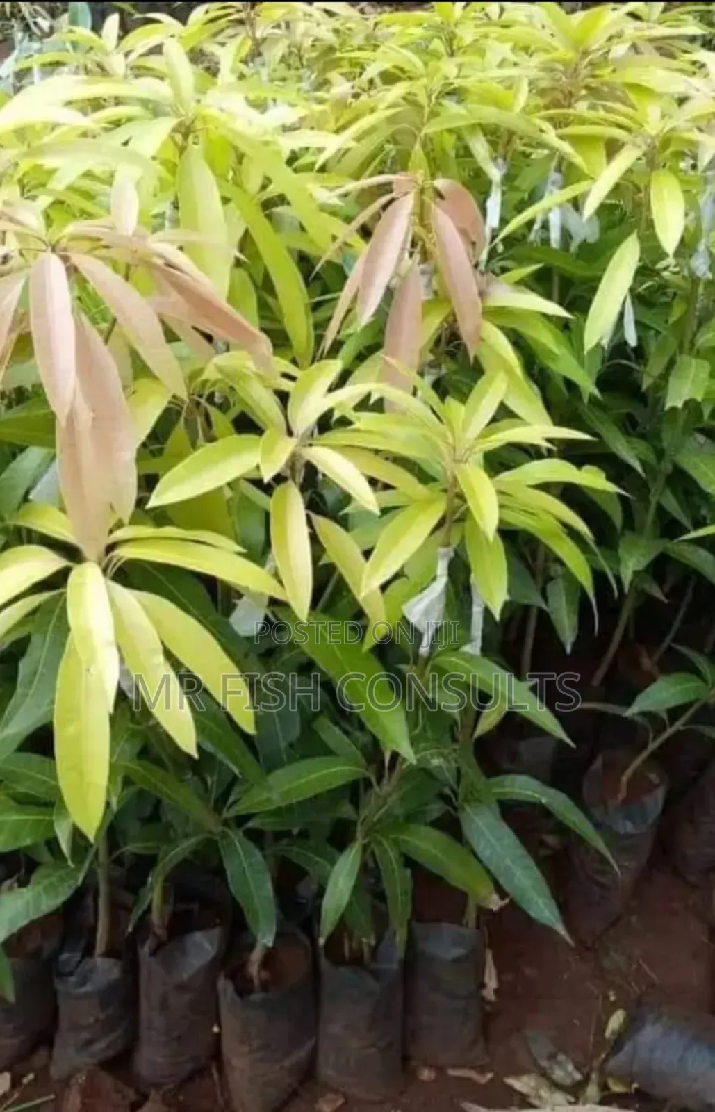Hybrid Mango 