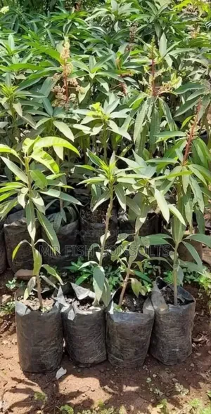 Hybrid Mango 