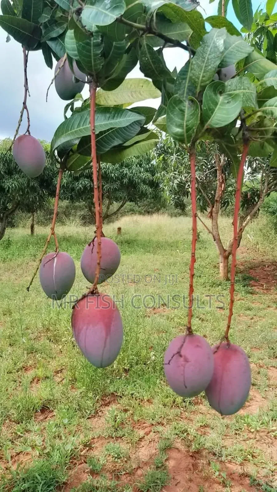 Hybrid Mango 