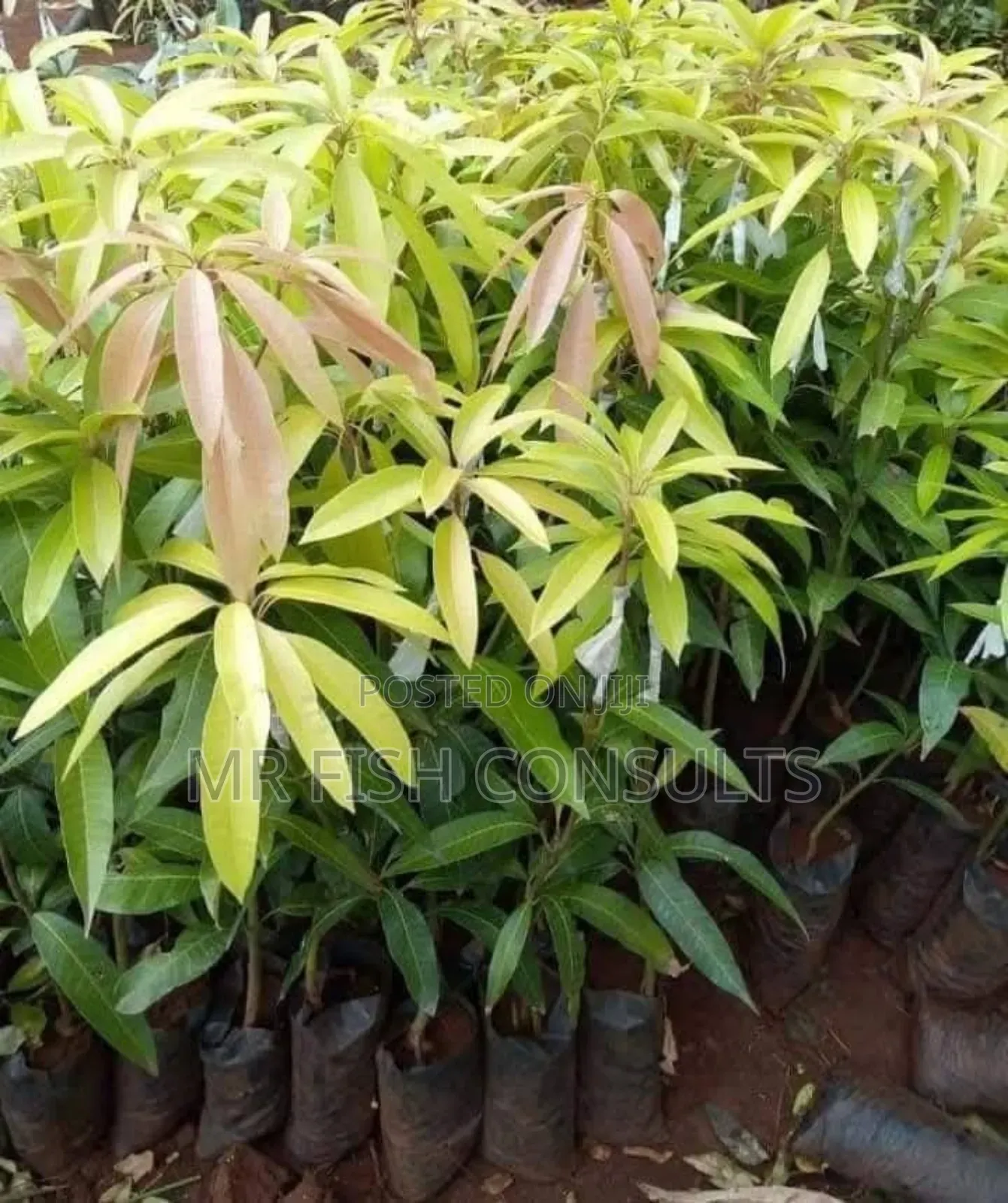 Hybrid Mango 