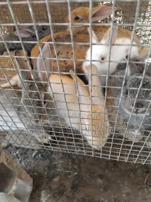 Mix Bread Weaners