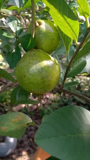 Passion Fruit Seedlings 