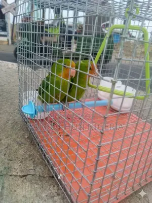 Love Bird Parrot