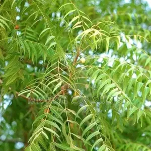 Neem Herb Seedlings 