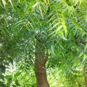 Neem Herb Seedlings 
