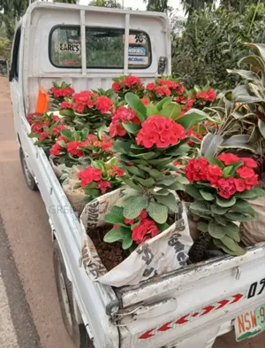 Plants/Flower Supply