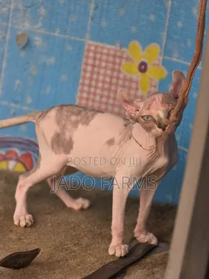 3-6 months Female Purebred Sphynx