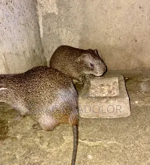 Grasscutter Colony .