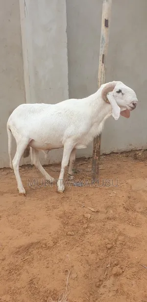 Big Healthy White Ram   