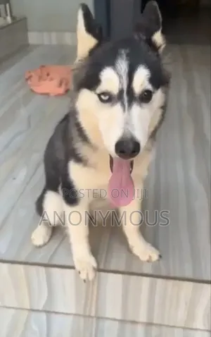 3-6 months Female Purebred Siberian Husky