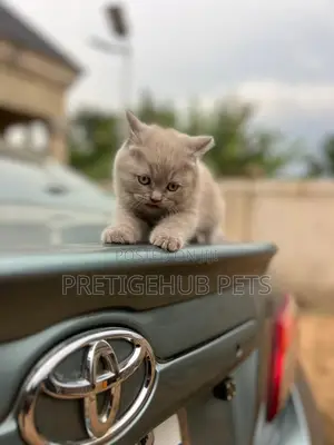 1-3 months Female Purebred British Shorthair