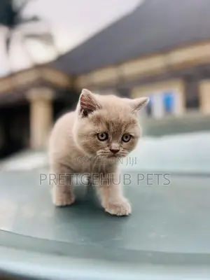 1-3 months Female Purebred British Shorthair