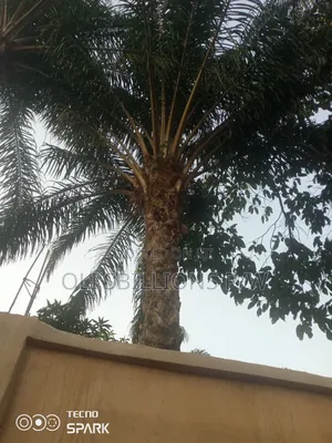 Billions Organic Palm Oil