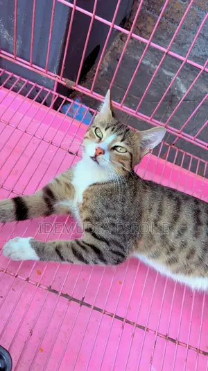 1-3 months Male Purebred Tabby