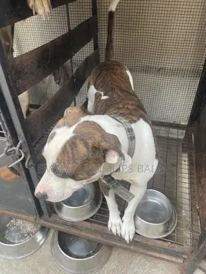 1+ year Male Purebred American Pit Bull Terrier