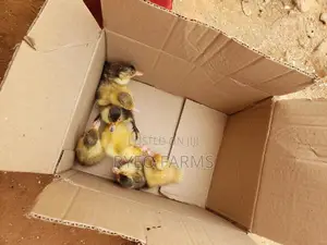 Day Old Foreign Ducklings Are Available